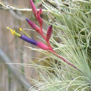 Tillandsia argentea