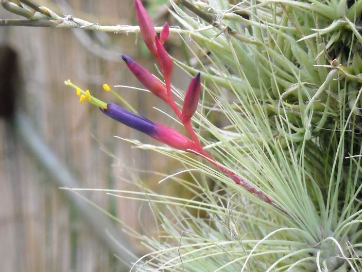 Tillandsia argentea