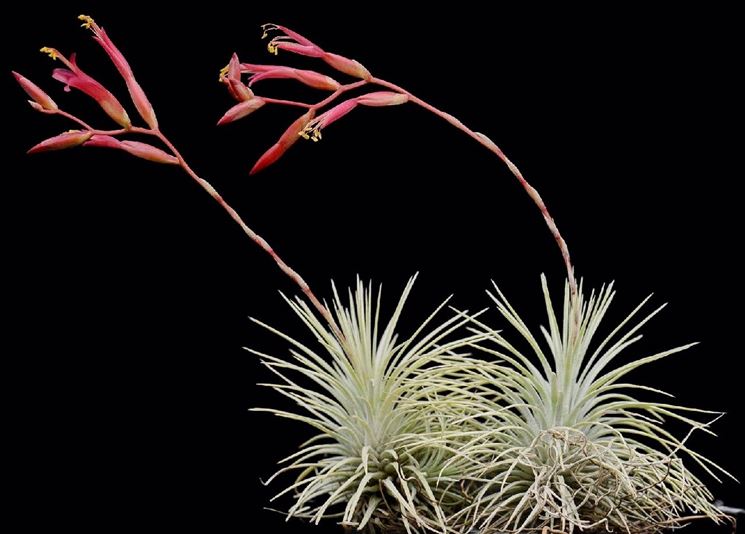 pianta <em>tillandsia</em> argentea