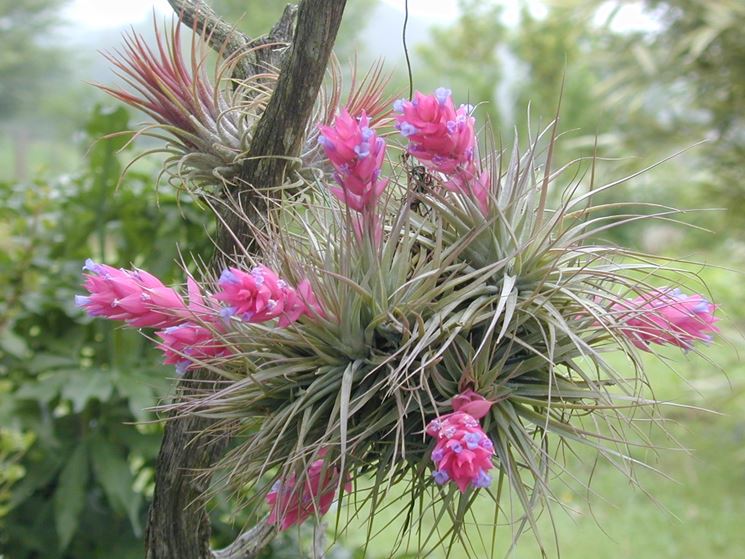 tillandsia