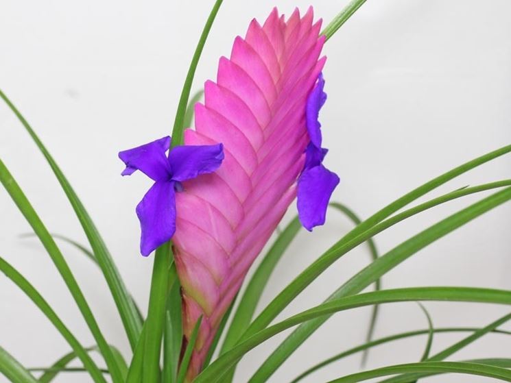 tillandsia cyanea