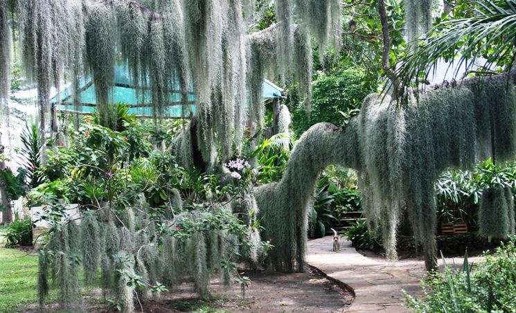 tillandsia usneoides