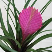 tillandsia