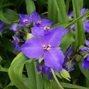 tradescantia andersoniana