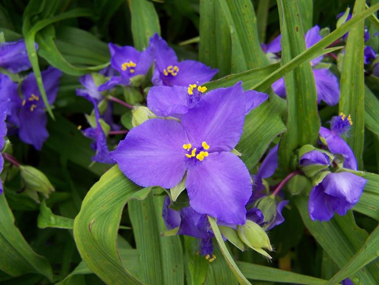 tradescantia andersoniana