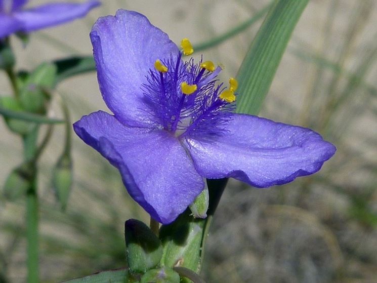 fiore tradescanzia