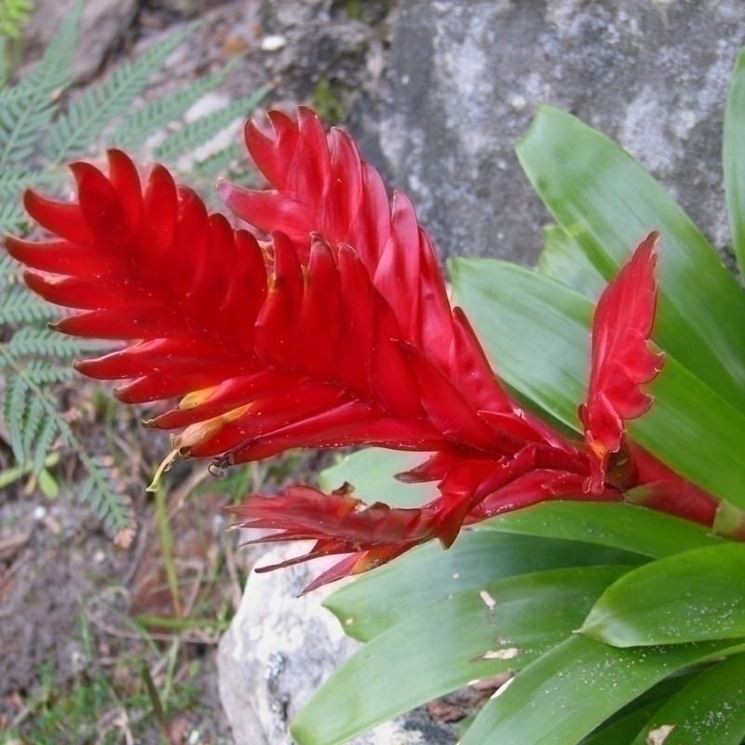 Vriesia fiore