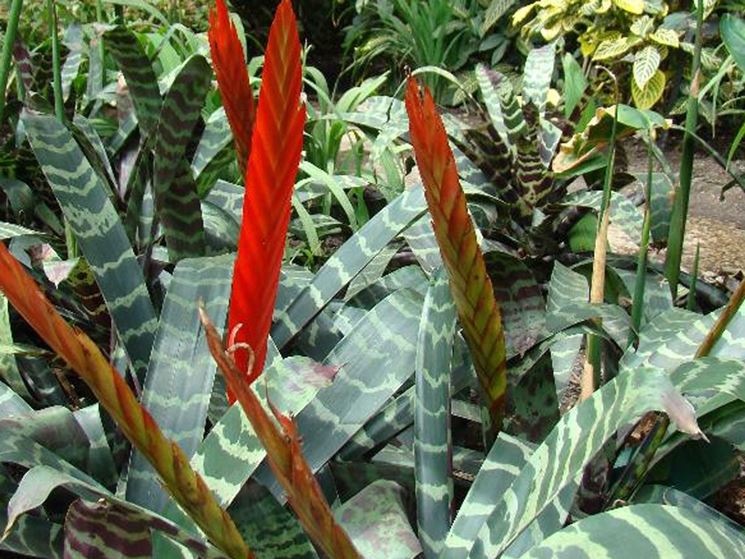 piante Vriesia splendens