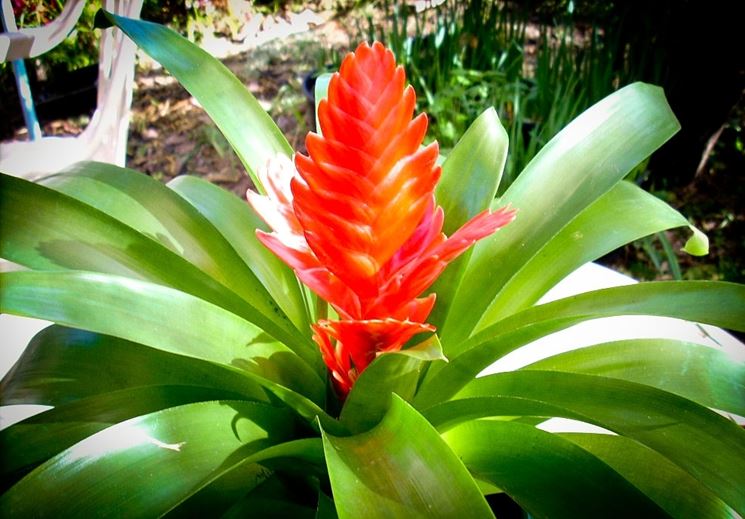 Bromelia - Vriesea splendens - Vriesea splendens - Piante ...