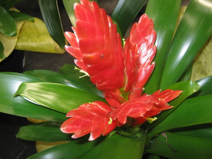 bromelia fiore