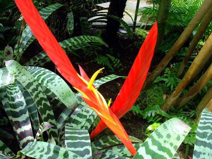 bromelia pianta