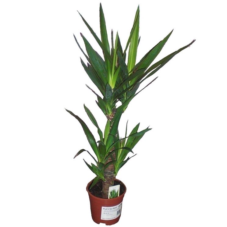 yucca di medie dimensioni