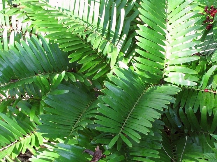 zamia