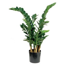 zamia