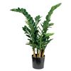 zamia