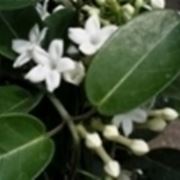 stephanotis