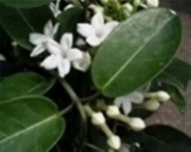 stephanotis