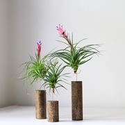 tillandsia