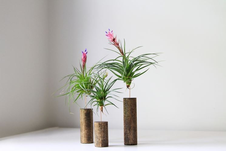 tillandsia