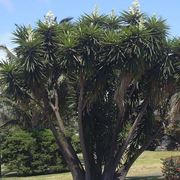 yucca pianta