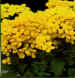 calceolaria.jpg (32015 byte)