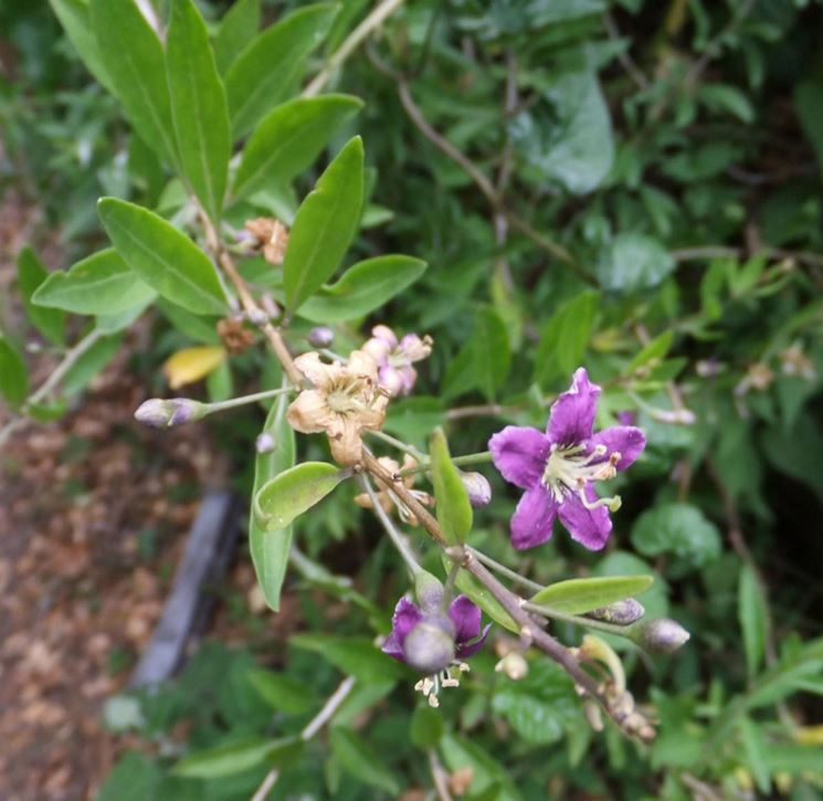 Fiori di Lycium barbarum