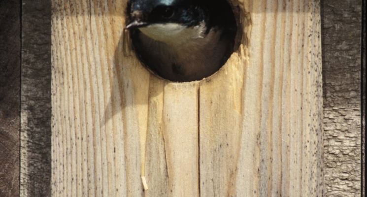 casetta per gli uccelli