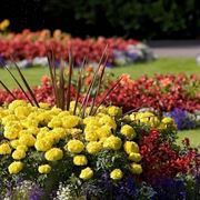 fiori da giardino