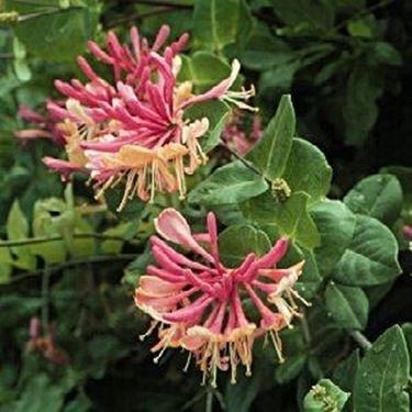 lonicera