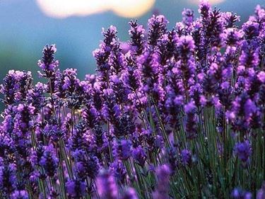 lavanda