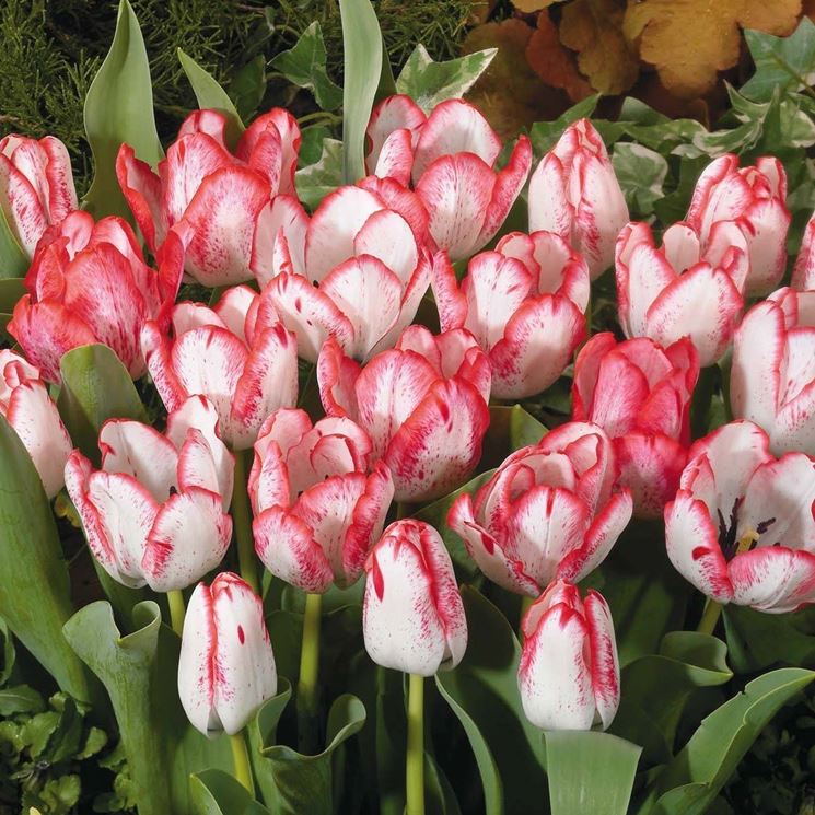 tulipani