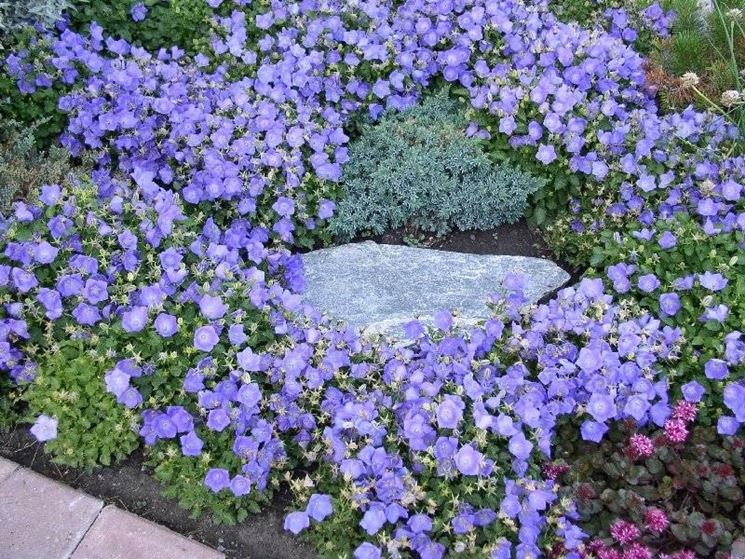 campanula in giardino