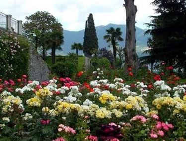 giardino di rose