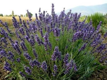 Lavanda in fiore