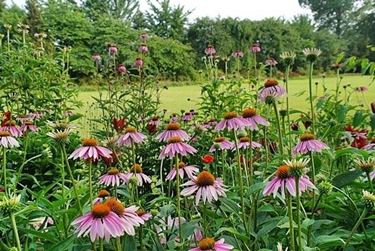 Fiori di campo