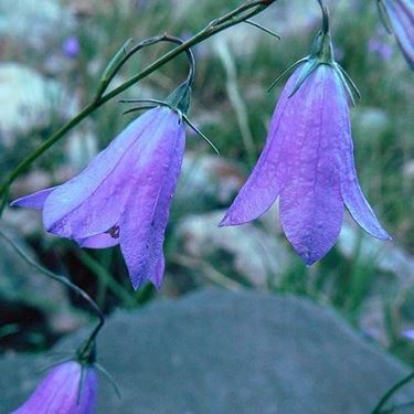 CAMPANULA SELVATICA