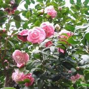 camelia japonica