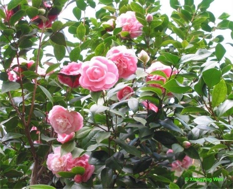 camelia japonica