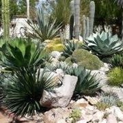 piante grasse in giardino