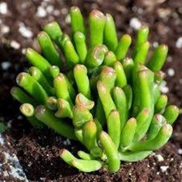 crassula