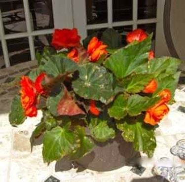 begonia