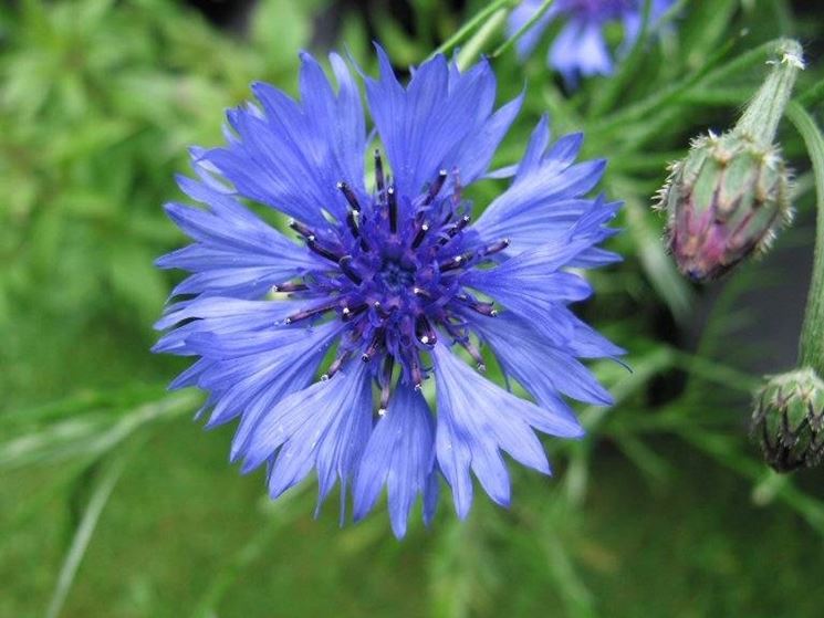 FIORDALISO