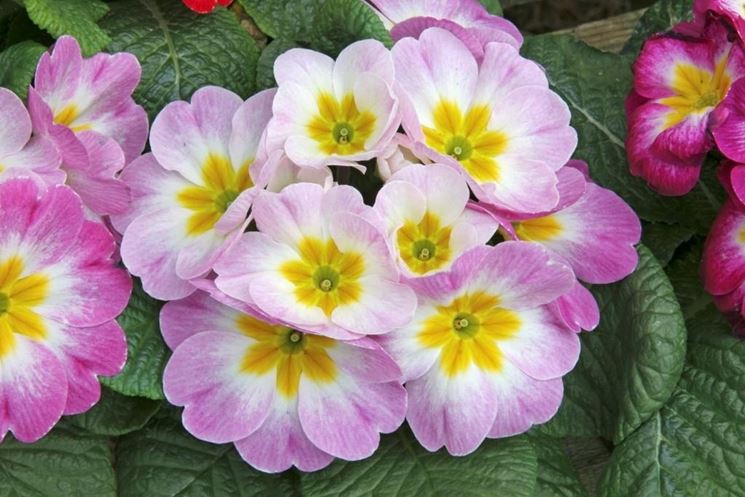 primula