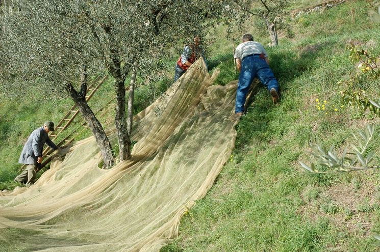 Fissaggio dei teli per la raccolta