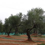 Un oliveto