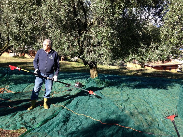 scuotitore per raccolta olive
