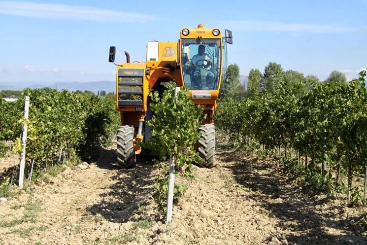 Vendemmia meccanizzata