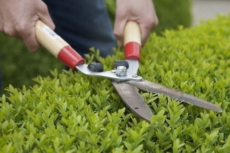 Forbice da giardinaggio manuale