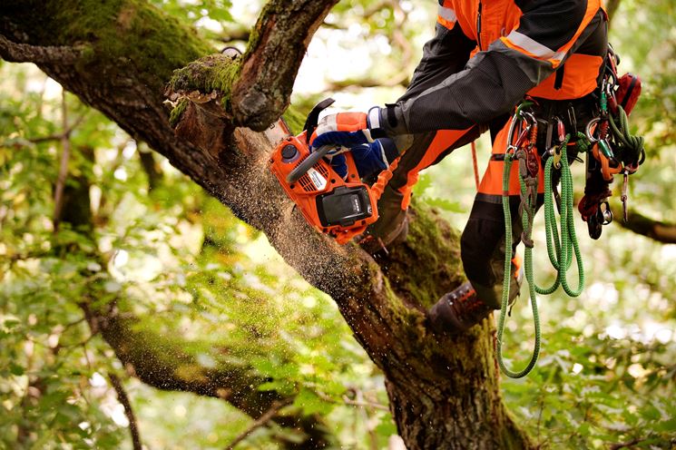 Tree climbing con motosega a batteria