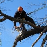 Potatura in tree climbing